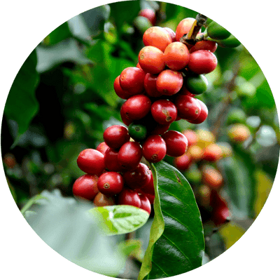 Coffee Fruit