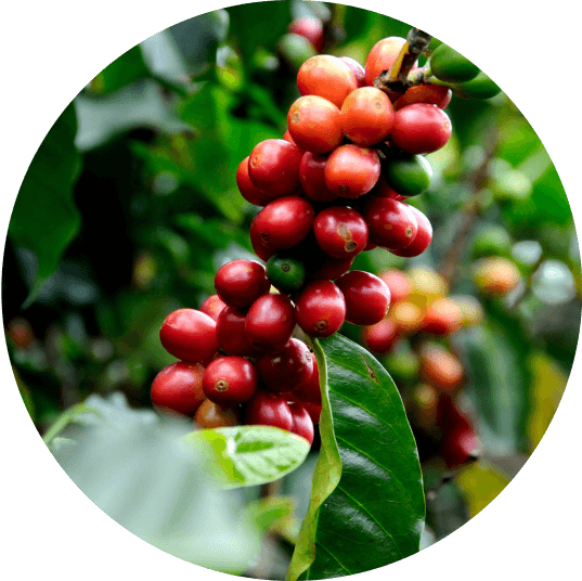 Coffee Fruit